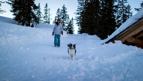 auf der Planneralm mit Hund | © Steiermark Tourismus | Tom Lamm