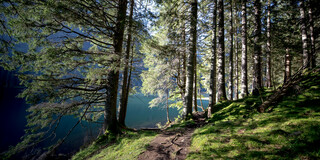 forest track at Schwarzensee lake | © Steiermark Tourismus | Tom Lamm