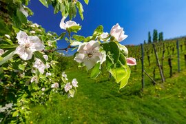 Spring in vineyards | © Steiermark Tourismus | Harry Schiffer