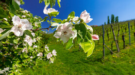 Frühling in den Weingärten | © Steiermark Tourismus | Harry Schiffer