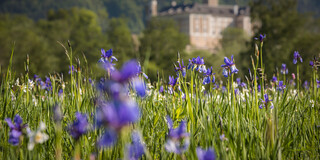 Iris mit Schloss Trautenfels | © Steiermark Tourismus | photo-austria.at