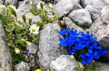alpine Flora | © Steiermark Tourismus | Manfred Polansky