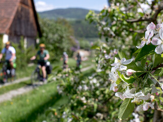 Cycling in spring: apple blossom at the Styrian Wine Country Cycling Tour close to Puch, Eastern Styria. | © Steiermark Tourismus | Tom Lamm