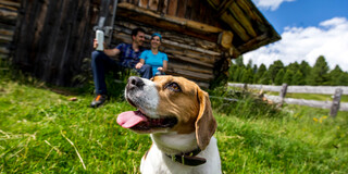 Urlaub mit Hund, Turracher Höhe | © Steiermark Tourismus | Tom Lamm