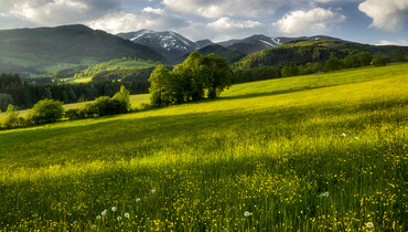 Blumenwiese im Frühsommer nahe Seckau, Seckauer Alpen  | © Steiermark Tourismus | Rainer Mirau