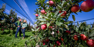 in der Apfelplantage von Obstbau Wilhelm an der steirischen Apfelstraße nahe Puch bei Weiz | © Steiermark Tourismus | Tom Lamm