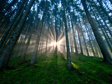 Die Steiermark - Das Grüne Herz Österreichs im UNO-Jahr der Wälder | © Steiermark Tourismus | Tom Lamm