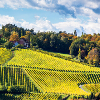 Styrian Wine Route (Lubekogel/Gamlitz) | © Steiermark Tourismus | Harry Schiffer