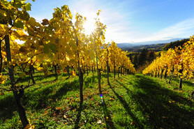 Vineyards in autumn (Southern Styria) | © Steiermark Tourismus | Atelier Jungwirth / allOver