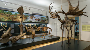 Ausstellungsansicht im Naturkundemuseum | © UMJ | N. Lackner