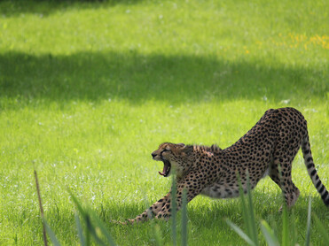 Gepard | © Tierwelt Herberstein | Rebecca Stessl